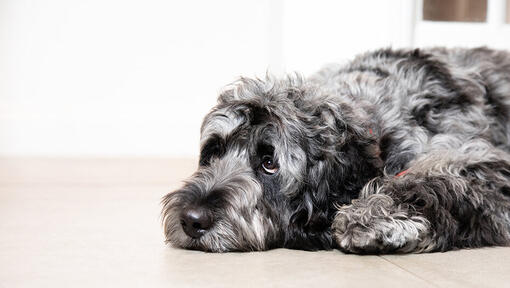 Over the counter clearance medicine for dog worms